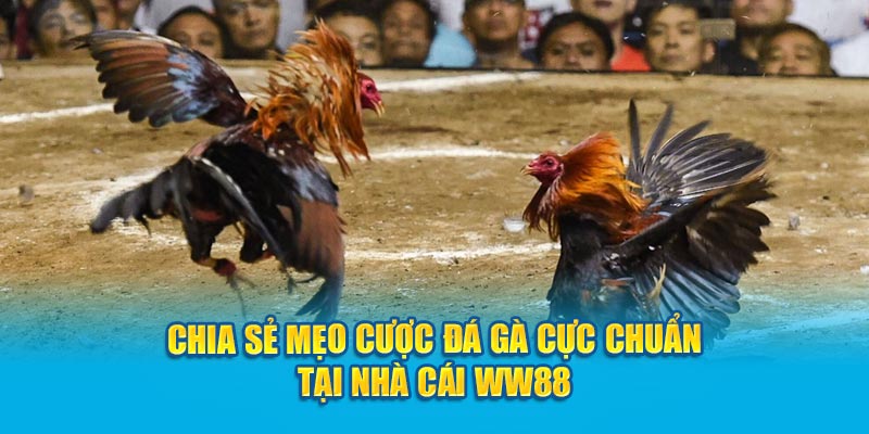 chia-se-meo-cuoc-da-ga-cuc-chuan-tai-nha-cai-ww88